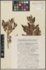 Foto von Salix aurita L. x Salix lapponum L.